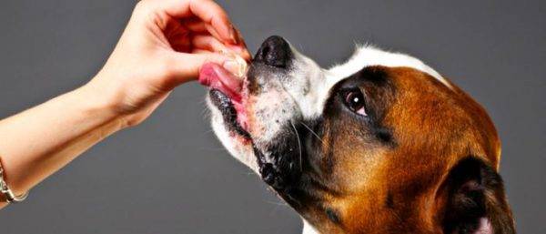 Cum să dai unui câine o pastilă