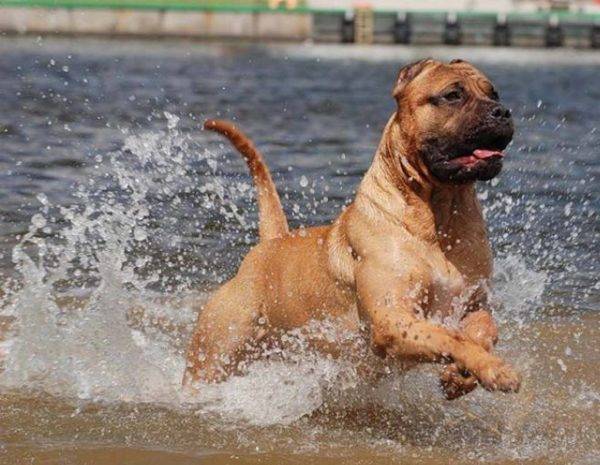 Canion câine în apă