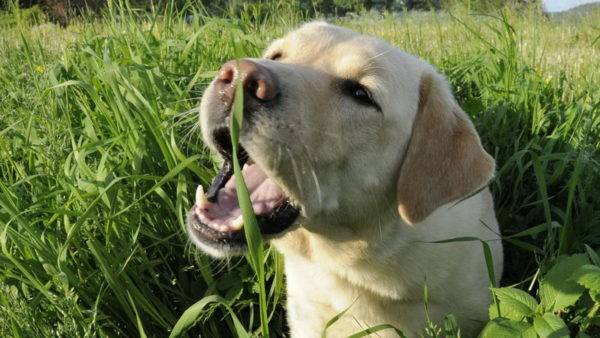 Câine mănâncă iarbă