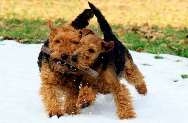 Welsh Terriers joacă