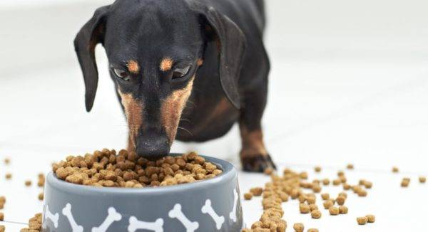 Cum să transferați un câine în mâncare uscată