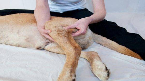 Simptomele fracturilor câinilor
