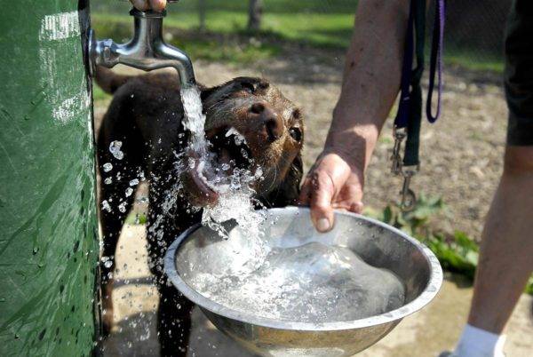 Creșterea naturală a setei la câini