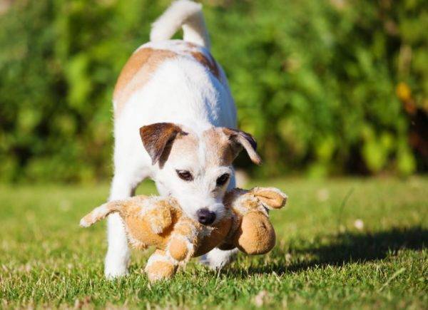 Parson Russell Terrier cu jucărie