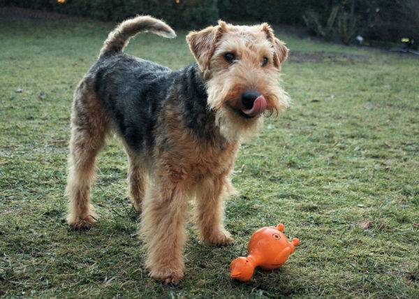 Welsh Terrier cu o jucărie