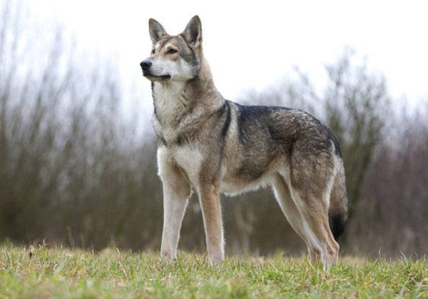 Descrierea rasei câinilor de lupi de la Sarlos
