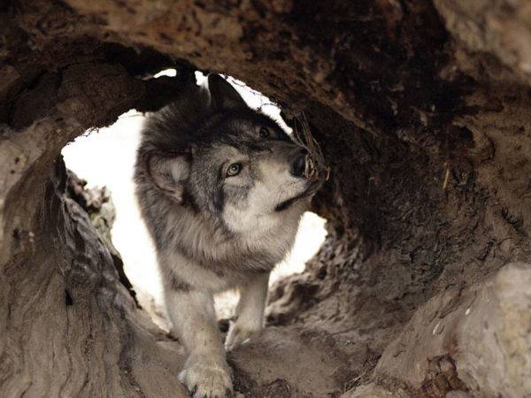 Wolf câine sarlos în burrow