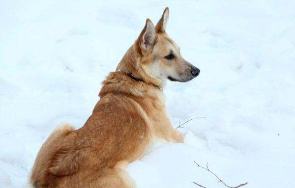 Wolf câine de sarlos în zăpadă