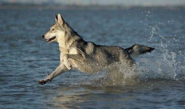 Wolf câine de sarlos în apă