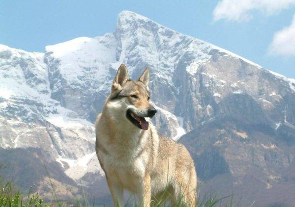 Wolf câine de Sarlos în munți