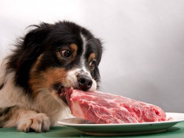 De ce câinii nu pot să ia carne de porc în articol