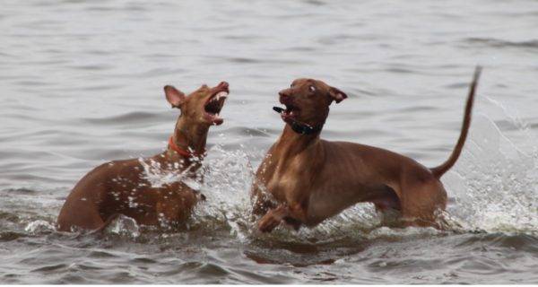 Câini faraon în apă
