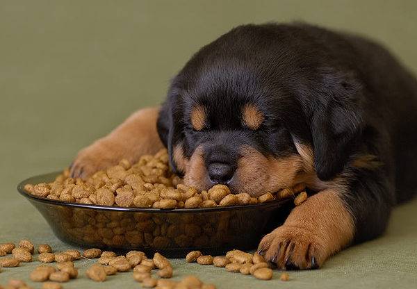 Cât de mult alimente uscate pentru a da câinii