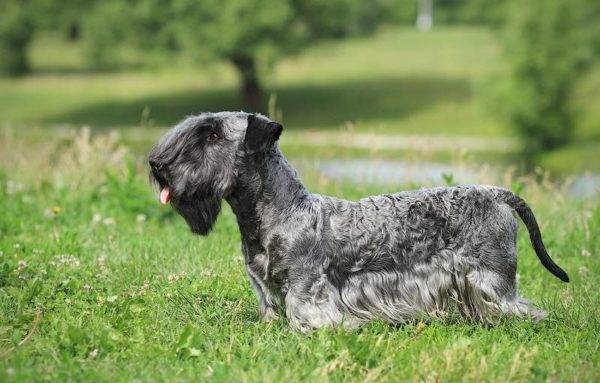Terrier ceh în iarbă