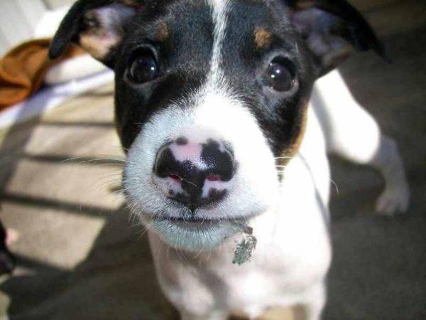 Muzzle-ul japonez terrier