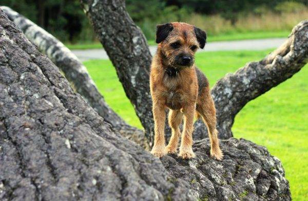 Border Terrier pe un copac