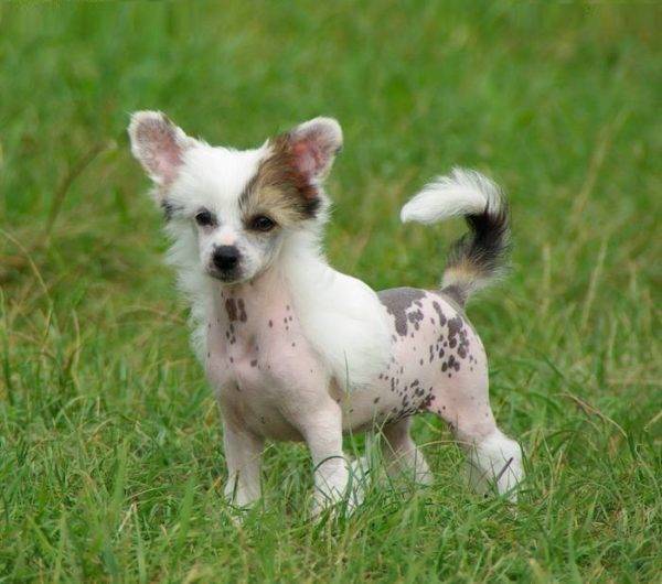 Chineză Crested Puppy