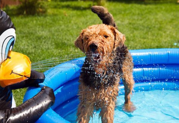 Welsh Terrier în piscină