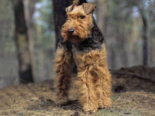 Welch Terrier în pădure