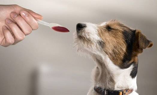 Cum de a da unui câine un medicament lichid
