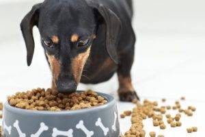 Cum de a converti un câine la alimente uscate
