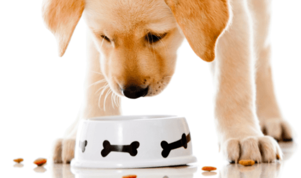 Cum să înțeleg că mâncarea uscată se potrivește câinelui