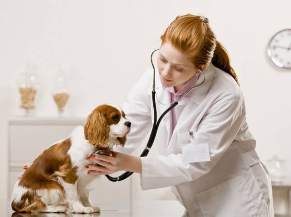 Tratamentul consumatorilor de câini