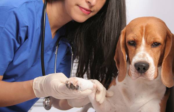 Tratamentul fracturilor câinilor