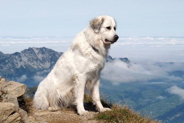 Descrierea rasei de câine de munte Pirinei