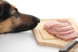 De ce câinii nu pot avea carne de porc