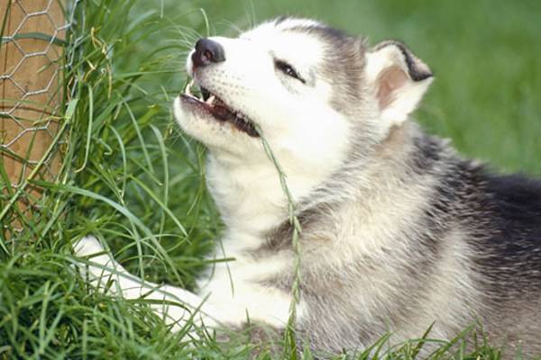 De ce câinii mănâncă iarbă