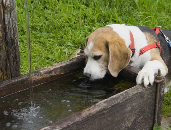 Câine de apă potabilă