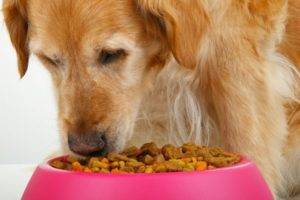 Alimente uscate pentru câini de talie mare