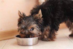 Cum să hrănești Yorkshire Terrier acasă