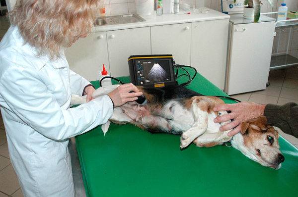 face beagle cu ultrasunete