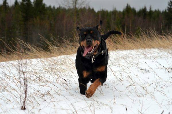 Rottweiler alergând prin zăpadă