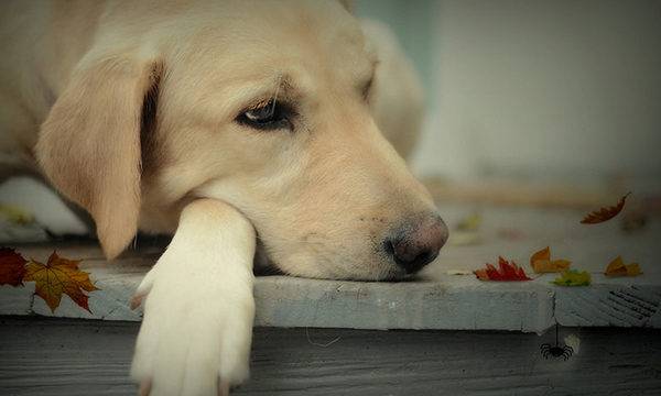 trist și drăguț câine