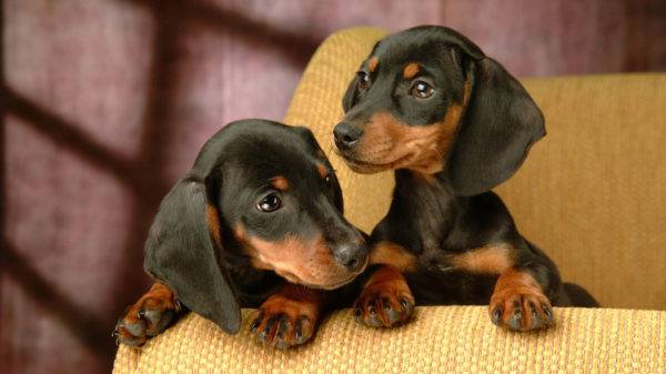 doi copii de dachshund