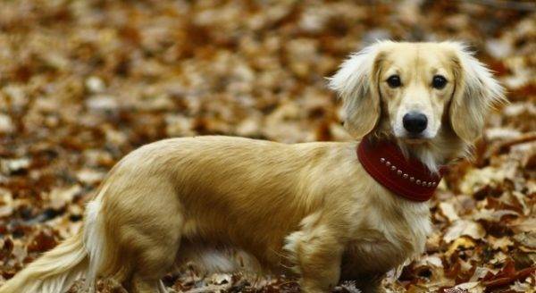 Pitici dachshund cu păr lung