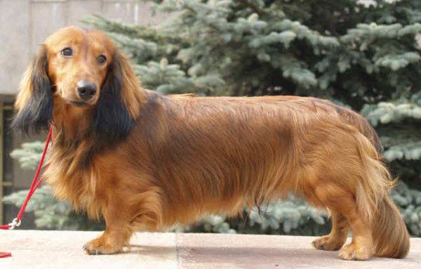 Standardul dachshund cu păr lung
