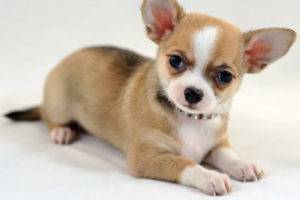 Chihuahua netedă