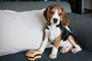 beagle pe canapea