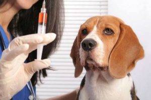 beagle la veterinar