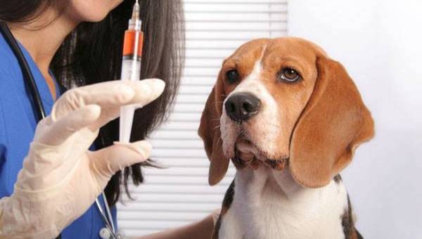 beagle la veterinar
