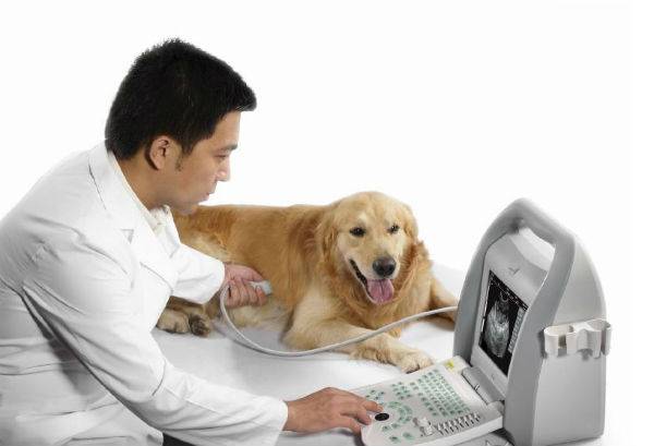 face ultrasunetele câinelui