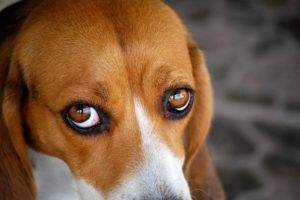 ochii rosii au beagle