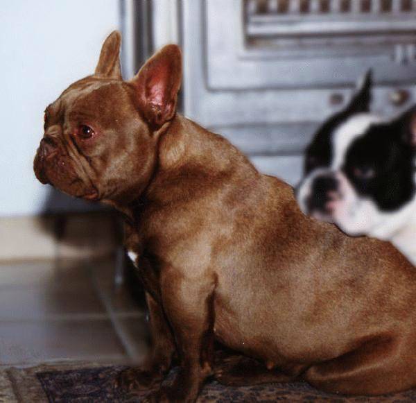 franceză bulldog roșcată