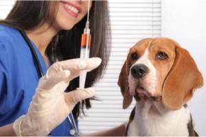 Vaccinarea câinilor