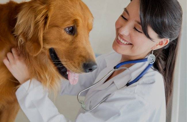 Examinarea câinelui la veterinar
