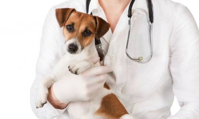 Sterilizarea câinilor